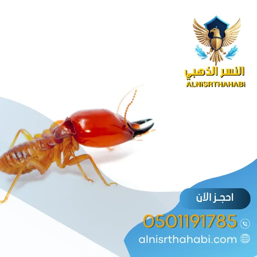 شركة مكافحة حشرات بالشارقة 0501191785 خصم 40% رش الحشرات 5 مكافحة الرممة في الشارقة