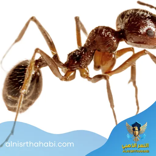 حلول مشكلة الحشرات في الإمارات 2 دليل النسر الذهبي الشامل لحلول مشكلة الحشرات في الإمارات