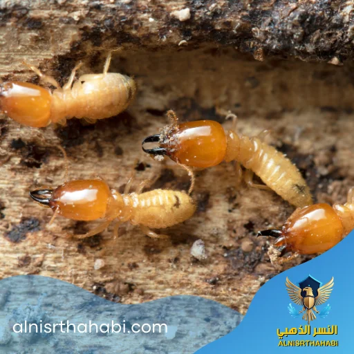 مكافحة النمل الابيض في الشارقة 2 شركة مكافحة النمل الابيض في الشارقة